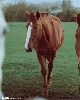 od体育官网-马拉加主场失利，降级压力增加的简单介绍